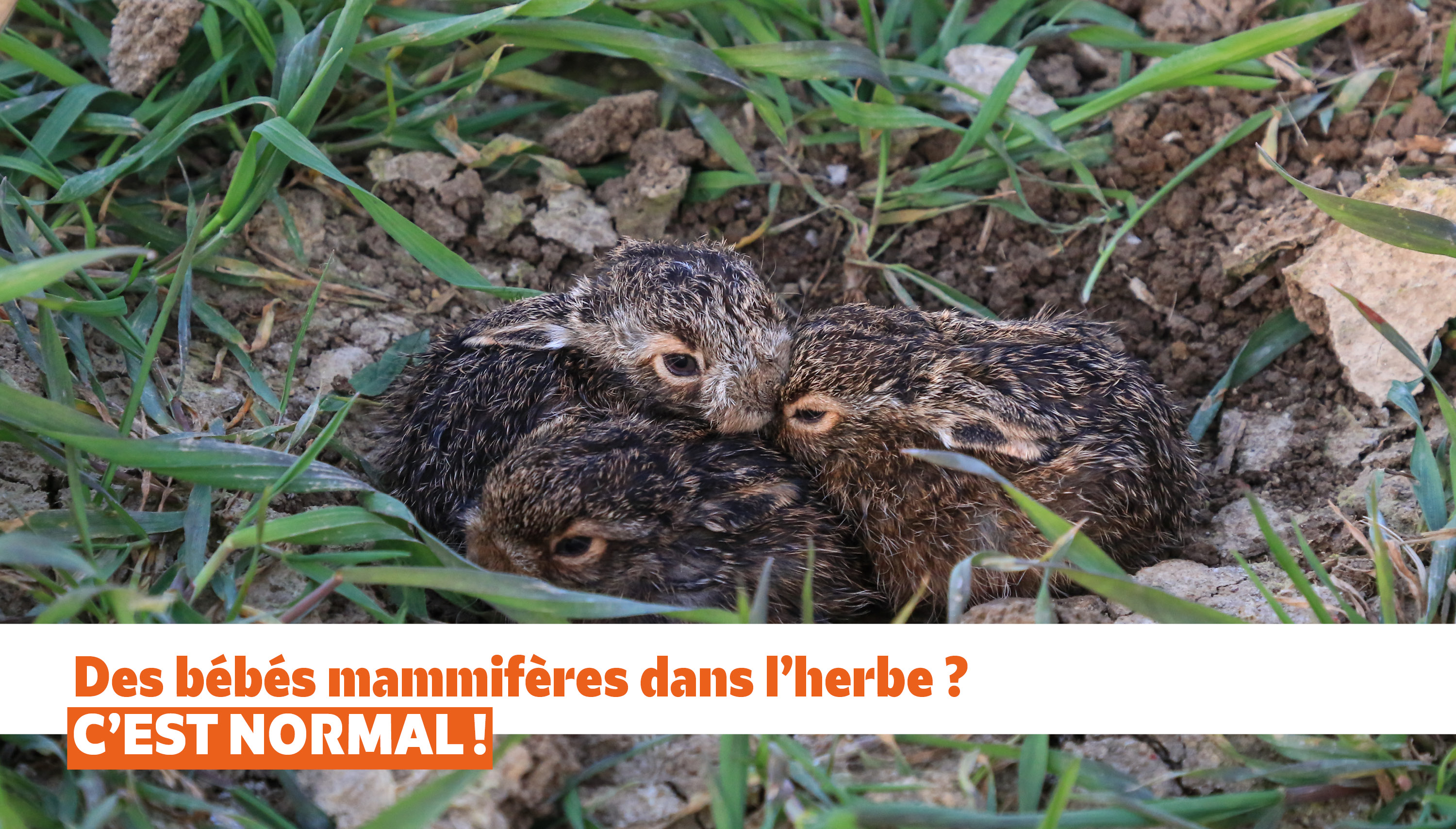 Des bébés mammifères dans l’herbe ? C’est normal !